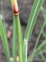 Leptochloa