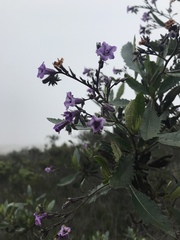 Eriodictyon trichocalyx