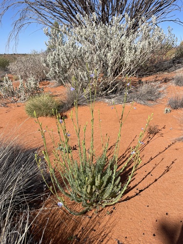 Leschenaultia striata · iNaturalist - Luxury Rentals High-Rise Leschenaultia Data