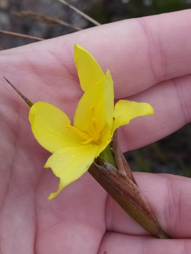 Image of Broom Rushiris (Bobartia longicyma) by (c) Kim Gordon, some rights reserved (CC BY)