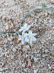 Muilla coronata