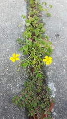 Oxalis texana