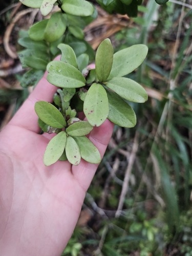 Travers horopito (Pseudowintera traversii)