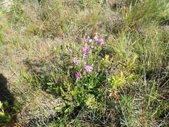 Senecio macrocephalus