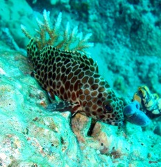 Epinephelus quoyanus
