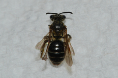 Andrena miserabilis