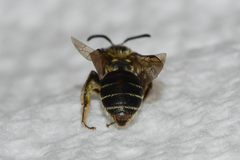 Andrena miserabilis