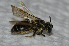 Andrena miserabilis