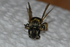 Andrena miserabilis