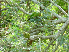 Psittacara leucophthalmus