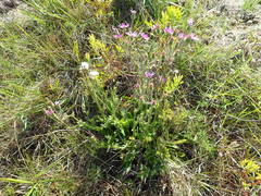 Senecio macrocephalus