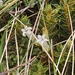 Styphelia nesophila - Photo 由 Henry Hart 所上傳的 不保留任何權利