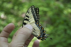 Papilio appalachiensis