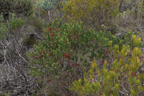 Image of Melaleuca quadrifida by (c) Greg Tasney, some rights reserved (CC BY-SA)