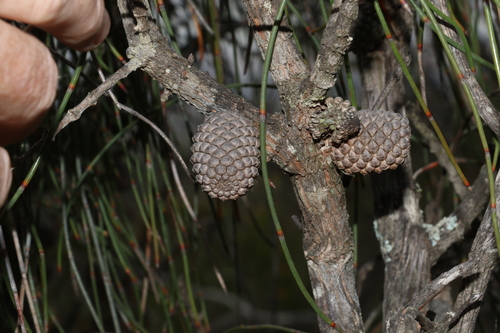 Allocasuarina scleroclada (Allocasuarina scleroclada)
