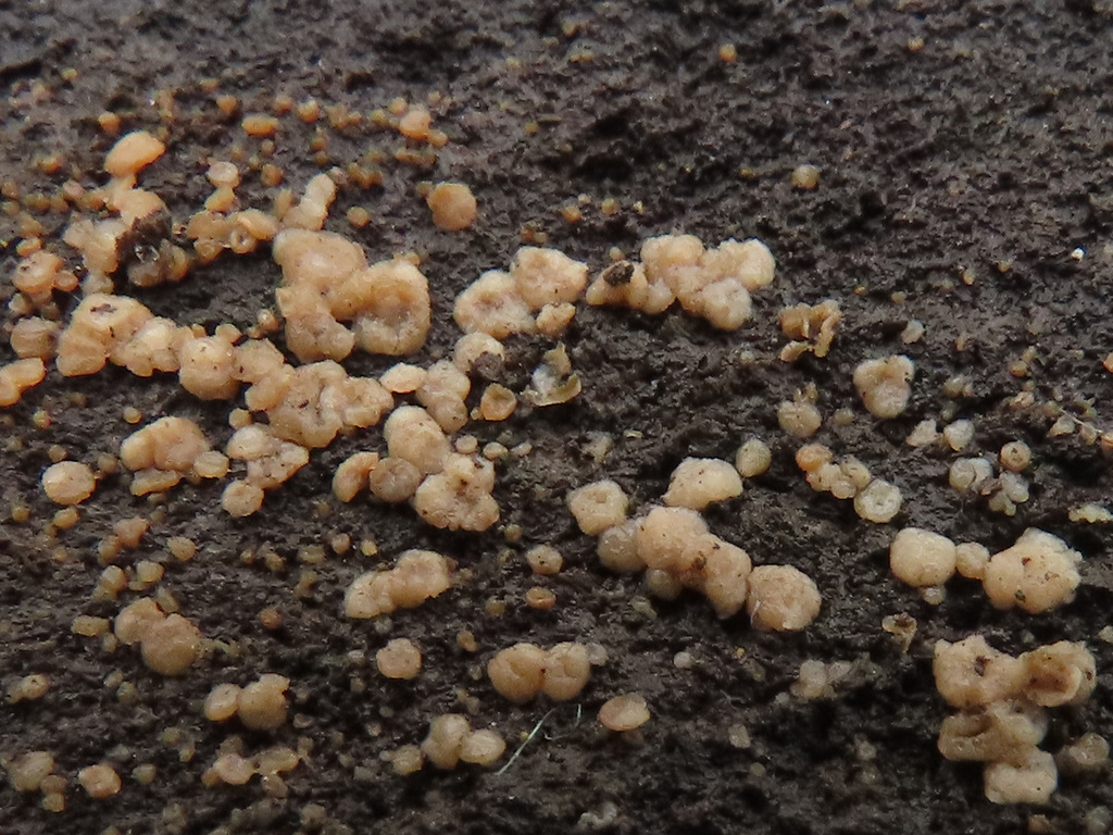 Ascocoryne albida