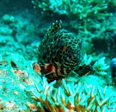 Epinephelus quoyanus