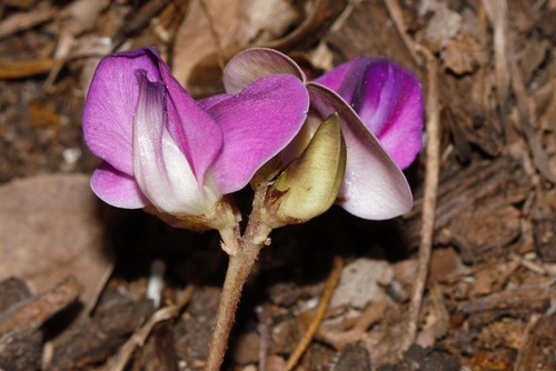 pygmy bean (Vigna pygmaea)