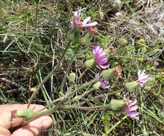 Senecio macrocephalus