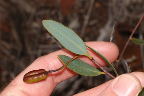 Marianthus bicolor (Marianthus bicolor)