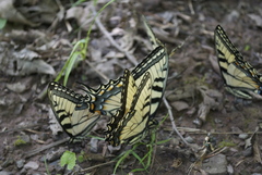 Papilio appalachiensis