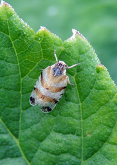 Tachycixius venustulus