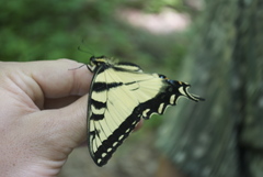 Papilio appalachiensis