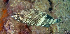Epinephelus stoliczkae