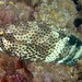 Epaulette Grouper - Photo (c) Albertini maridom, some rights reserved (CC BY-NC), uploaded by Albertini maridom