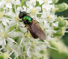 Chloromyia formosa