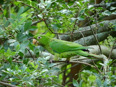 Psittacara leucophthalmus