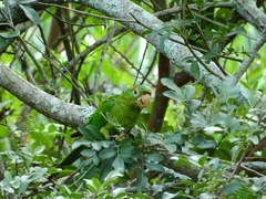 Psittacara leucophthalmus