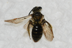 Andrena miserabilis