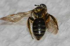 Andrena miserabilis