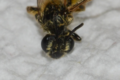 Andrena miserabilis