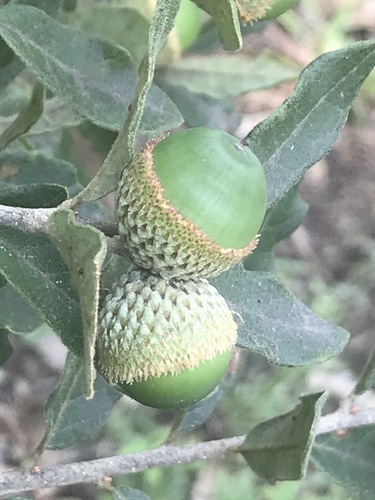 Littleleaf Oak