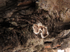 Cylindrobasidium laeve