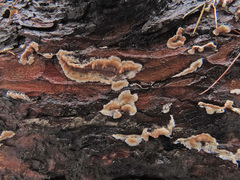 Cylindrobasidium laeve