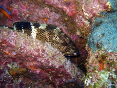 Epinephelus stoliczkae