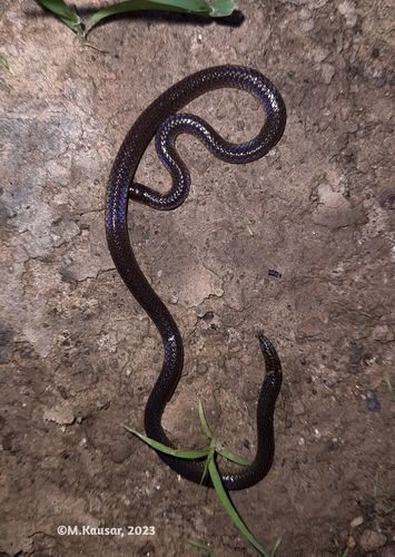 Photo of a Low's Reed Snake (Calamaria lovii)