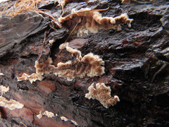 Cylindrobasidium laeve