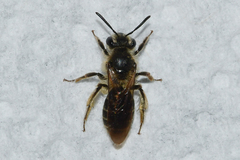 Andrena miserabilis