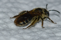 Andrena miserabilis