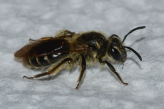 Andrena miserabilis