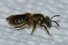 Andrena miserabilis