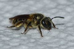 Andrena miserabilis