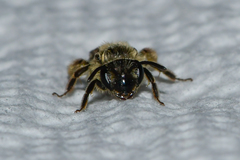 Andrena miserabilis