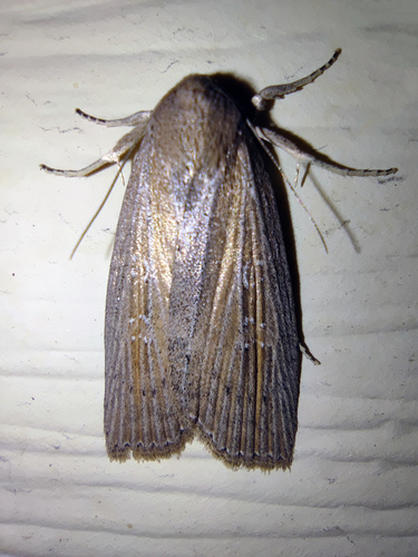Silky Wainscot