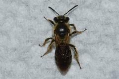 Andrena miserabilis
