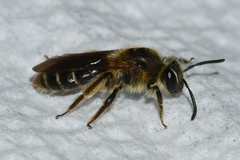 Andrena miserabilis